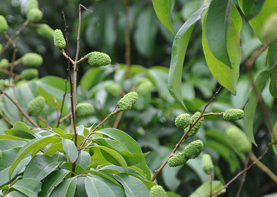 昆明荔枝市場(chǎng)批發(fā),優(yōu)質(zhì)荔枝廠家批發(fā)-湛江市杰升貿(mào)易提供昆明荔枝市場(chǎng)批發(fā),優(yōu)質(zhì)荔枝廠家批發(fā)的相關(guān)介紹、產(chǎn)品、服務(wù)、圖片、價(jià)格湛江市杰升貿(mào)易、銷售(含網(wǎng)上銷售):食品、水果、農(nóng)產(chǎn)品、日用品、花卉;貨物、